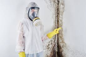 Why You Should Choose Our Mold Remediation Services in El Cenizo, TX